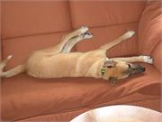 20) Duffy erobert das Sofa1